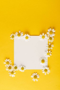 Papatya çiçek kartı