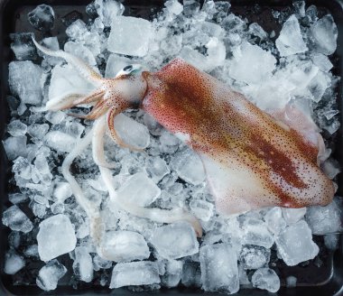 buz üzerinde taze kalamar 