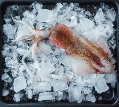 buz üzerinde taze kalamar 