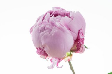 Pembe şakayık çiçeği