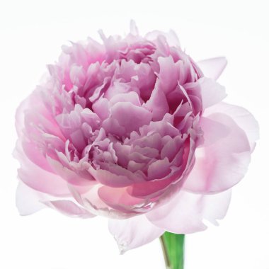 Pembe şakayık çiçeği