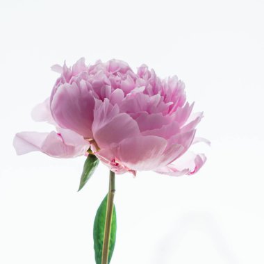 Pembe şakayık çiçeği