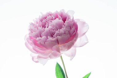 Pembe şakayık çiçeği