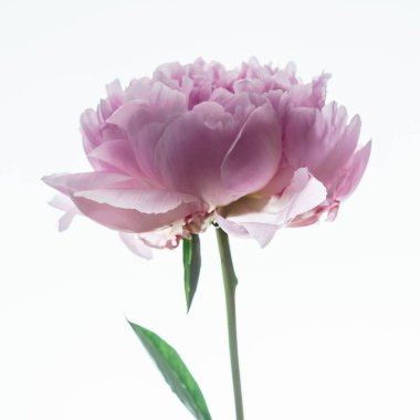 Pembe şakayık çiçeği