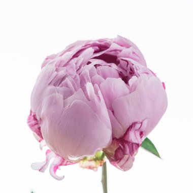 Pembe şakayık çiçeği