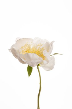 Peony çiçek sarı Merkezi ile