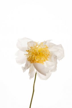 Peony çiçek sarı Merkezi ile