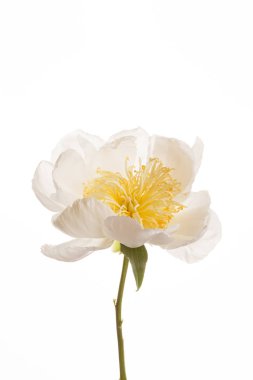 Peony çiçek sarı Merkezi ile