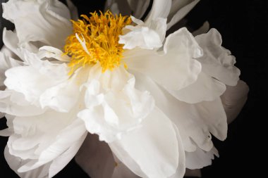 Güzel beyaz şakayık çiçeği  