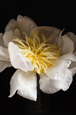 Güzel beyaz şakayık çiçeği  