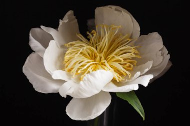 Güzel beyaz şakayık çiçeği  