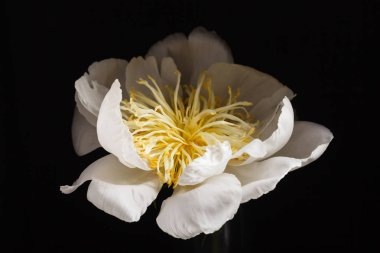 Güzel beyaz şakayık çiçeği  