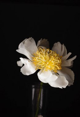 Güzel beyaz şakayık çiçeği  