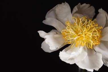 Güzel beyaz şakayık çiçeği  