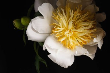 Güzel beyaz şakayık çiçeği  