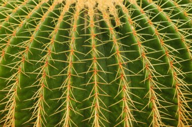 kaktüs yüzey görünümünü portre