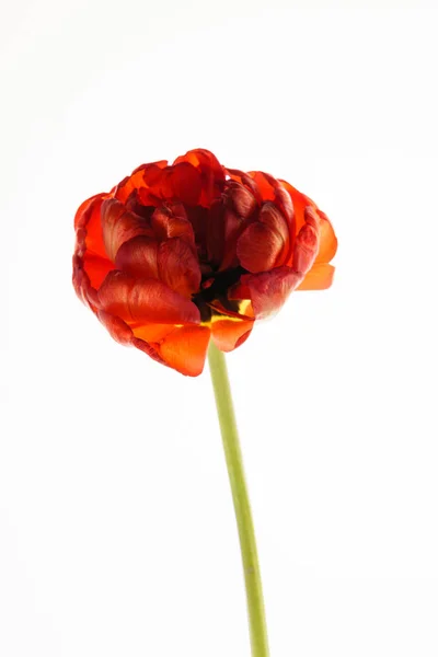 Jeden červený Tulipán — Stock fotografie