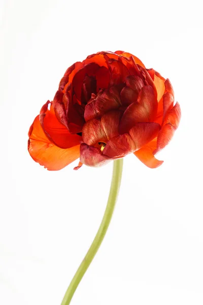 Eine rote Tulpe — Stockfoto