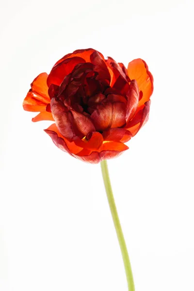 Один красный тюльпан — стоковое фото