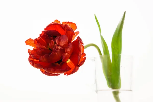 Un tulipán rojo —  Fotos de Stock