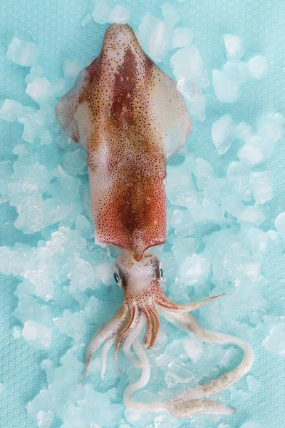 Calamari freschi su azzurro — Foto Stock