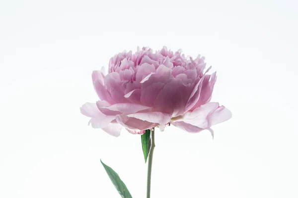 Rosa pion blomma — Stockfoto