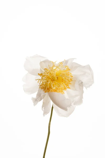 Flor de peônia com centro amarelo — Fotografia de Stock