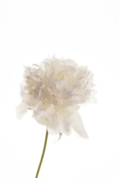 Flor de peonía blanca fresca — Foto de Stock