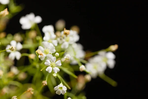 Fiori sullo sfondo nero — Foto Stock