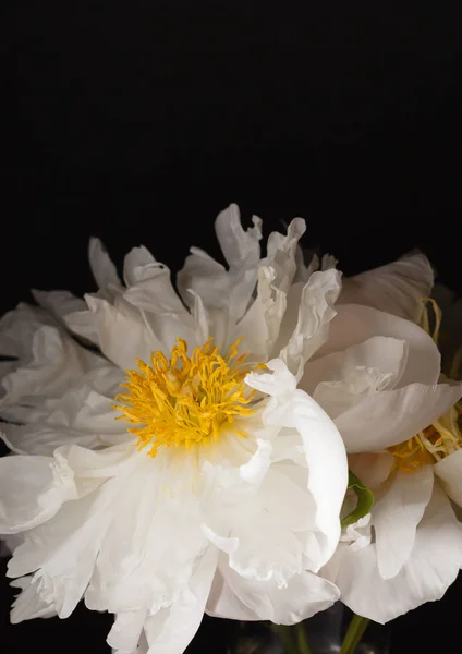 Bellissimi fiori di peonia bianca — Foto Stock