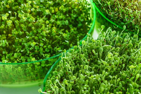 Microgreen mező, növények — Stock Fotó
