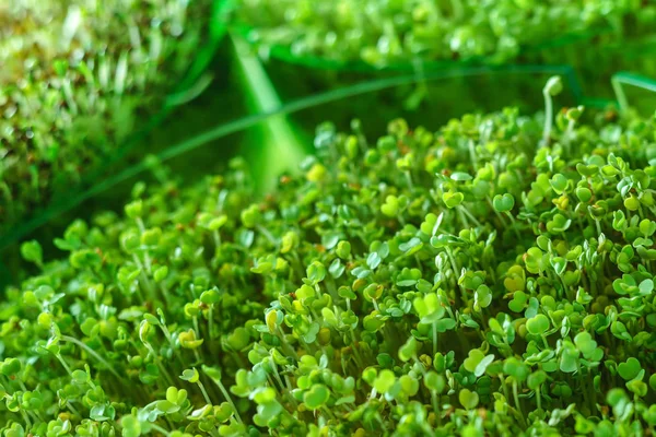 Mikrogrünes Feld, Pflanzen — Stockfoto