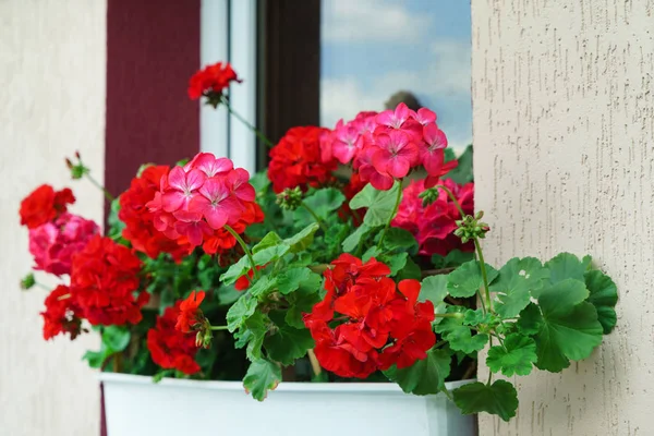 Beautiful geranium flowers — Stock Photo, Image