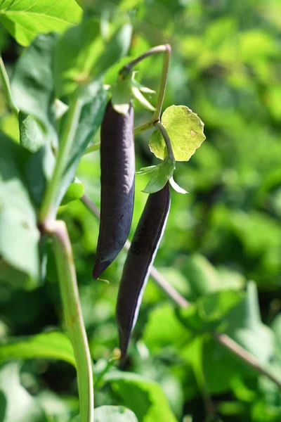 Lila podded ärtor — Stockfoto