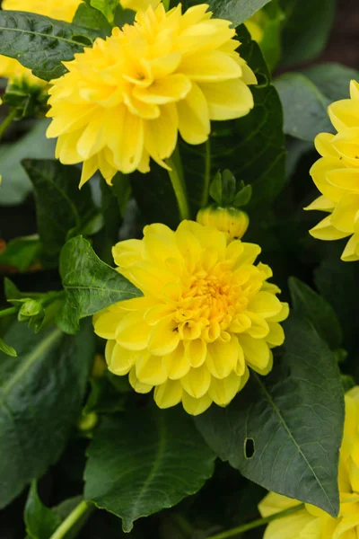 Vista de flores dahlia — Fotografia de Stock