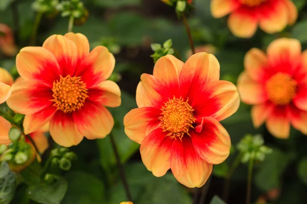 View of dahlia flowers — Stock Photo, Image