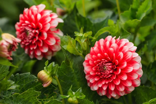 View of dahlia flowers — Stock Photo, Image