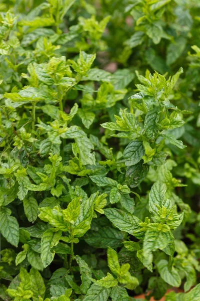 Coloridos arbustos de menta — Foto de Stock