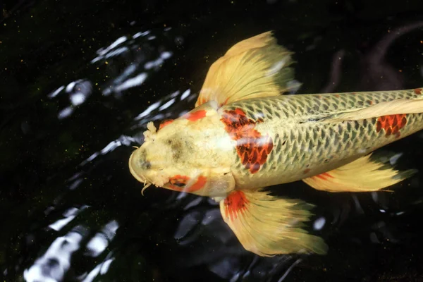 Koi karper in water — Stockfoto