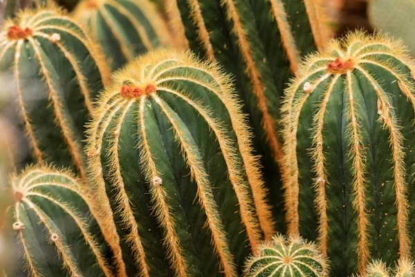 Primo piano vista di cactus — Foto Stock