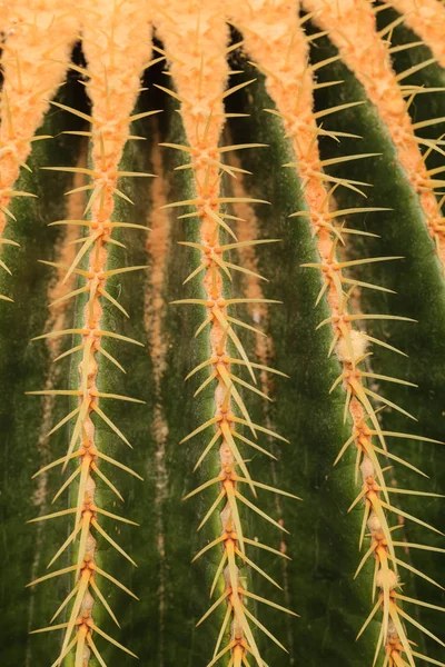 Vue rapprochée de la surface du cactus — Photo