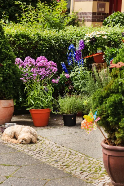 Σκύλος κοιμάται κοντά σε διαφορετικά λουλούδια — Φωτογραφία Αρχείου