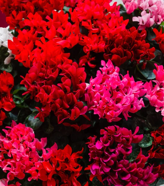 Vista de flores de ciclamen —  Fotos de Stock