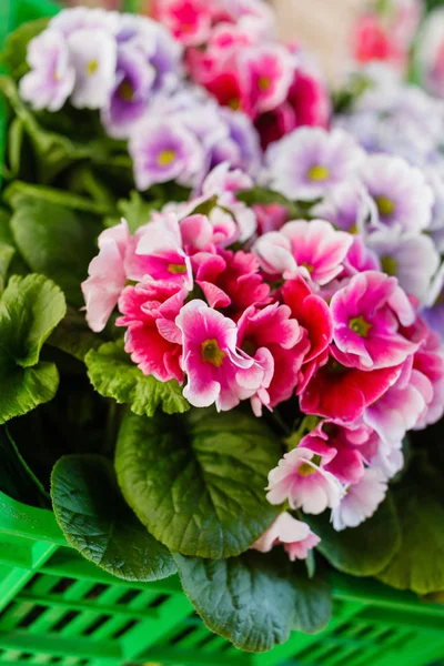 View of colorful primroses — Stock Photo, Image
