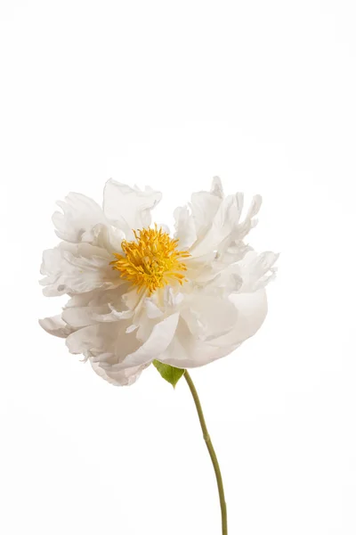 Peony flower with yellow centre Royalty Free Stock Images