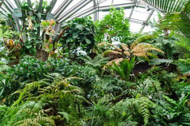 Orangery içinde farklı bitkiler