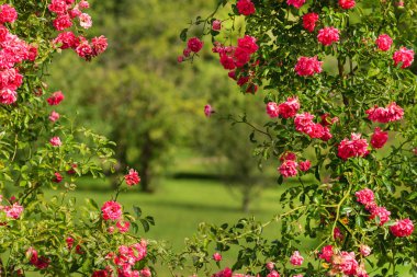 pembe güller dallar