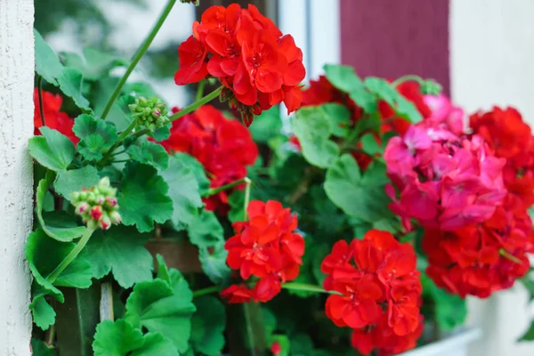 Bellissimi fiori di geranio — Foto Stock