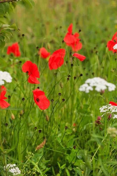 Field with red poppy flowers — Stock Photo, Image
