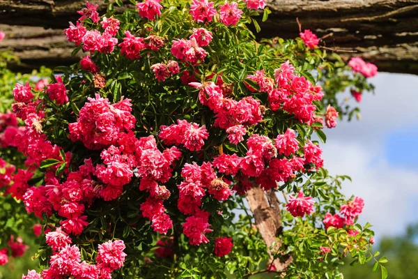 Vaaleanpunaisia ruusuja lähellä lampi — kuvapankkivalokuva